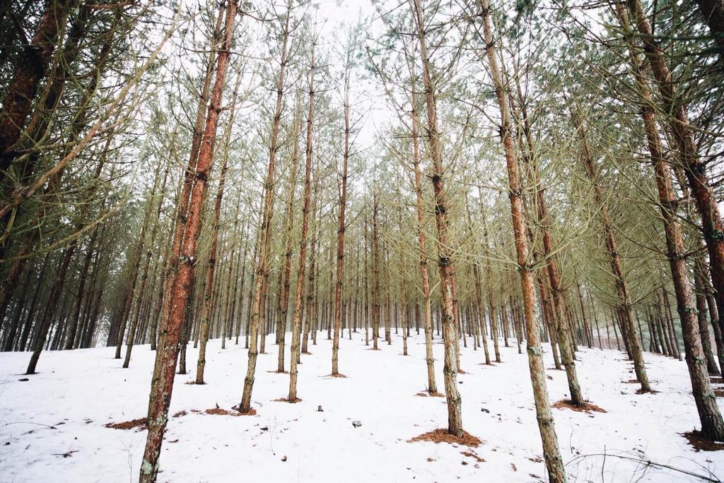 Pakaso Sodyba Kirdeikiai エクステリア 写真